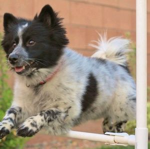 Meet your Posher, Oreocracker